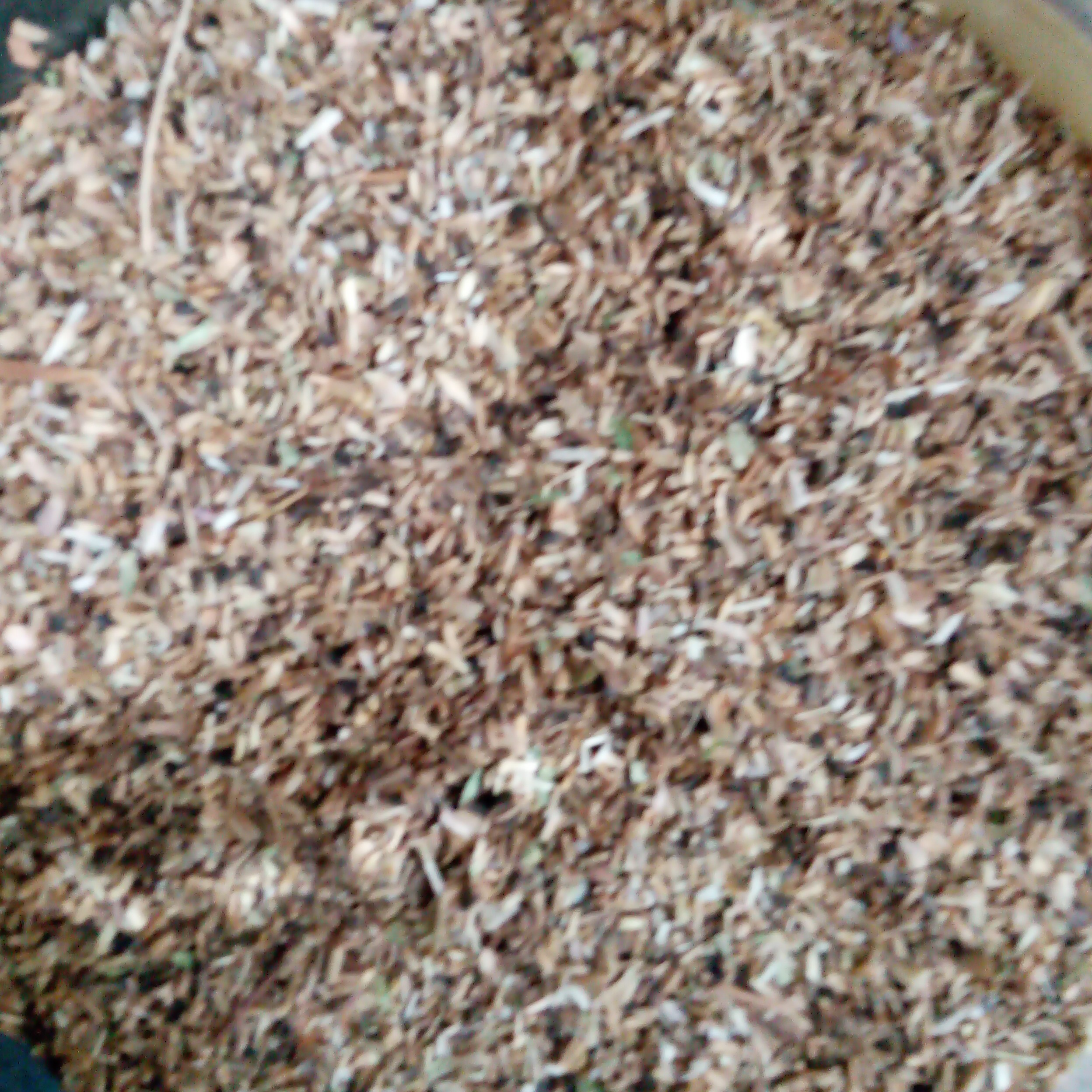 بذر کاسنی  100گرمی