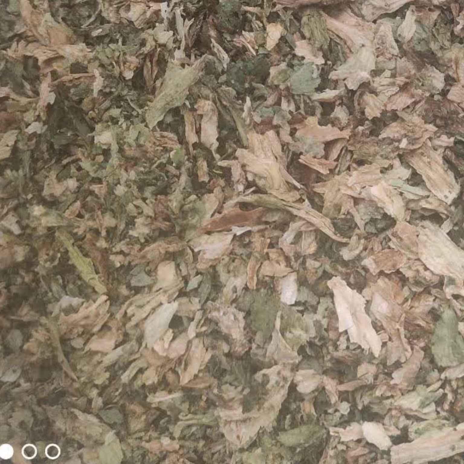 برگ کاهو خشک 100 گرم افزایش هوش. رفع سردرد میگرنی. تصفیه خون