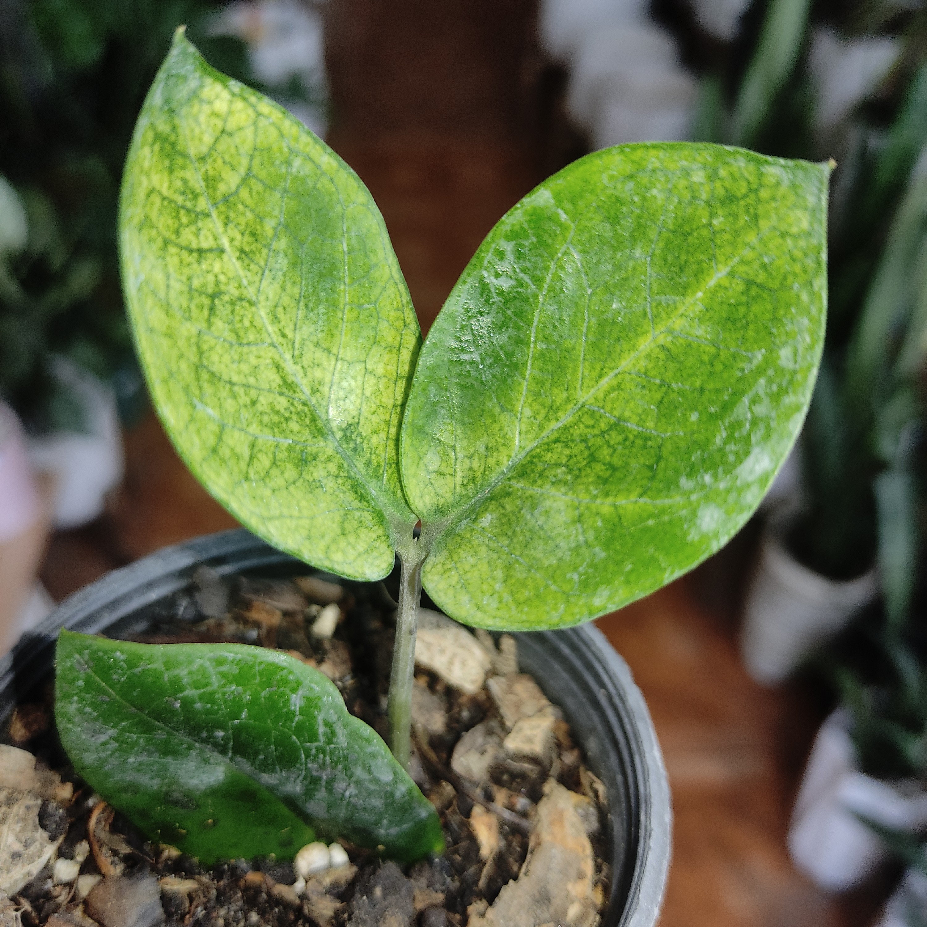 گل طبیعی گل زاموفیلیا ابلق گل آپارتمانی گل وگیاه زاموفیلیا ابلق گل خاص