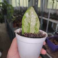 قلمه برگ رویال ابلق بهمراه کود کی 30 سیتوسنتزی 1-5-1