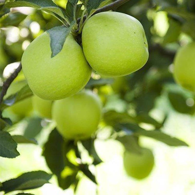 5 عدد بذر سیب ترش