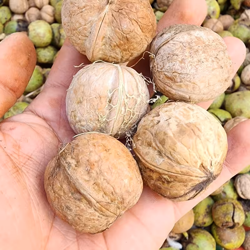 گردو  ایرانی 