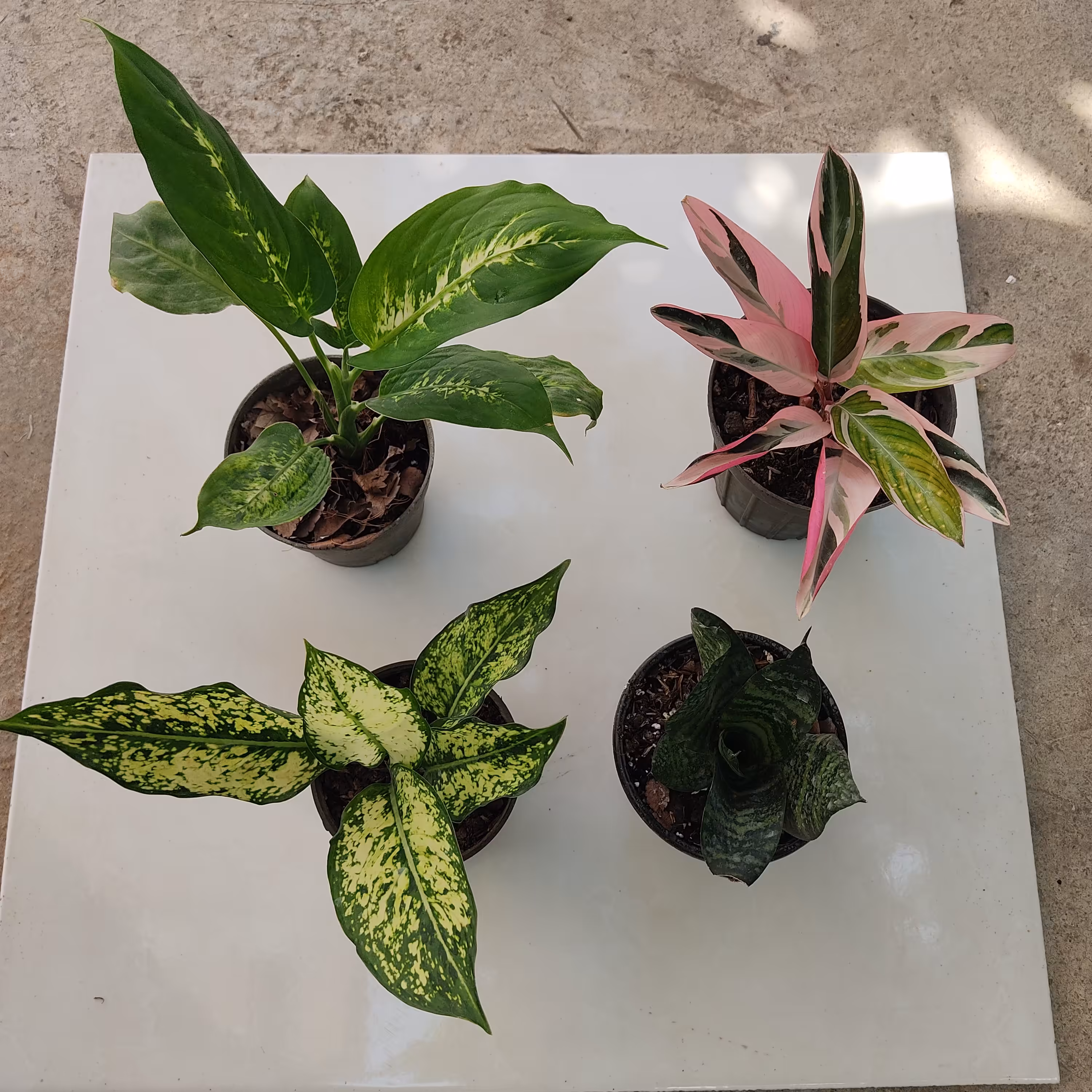 پک 4 عددی زیبا