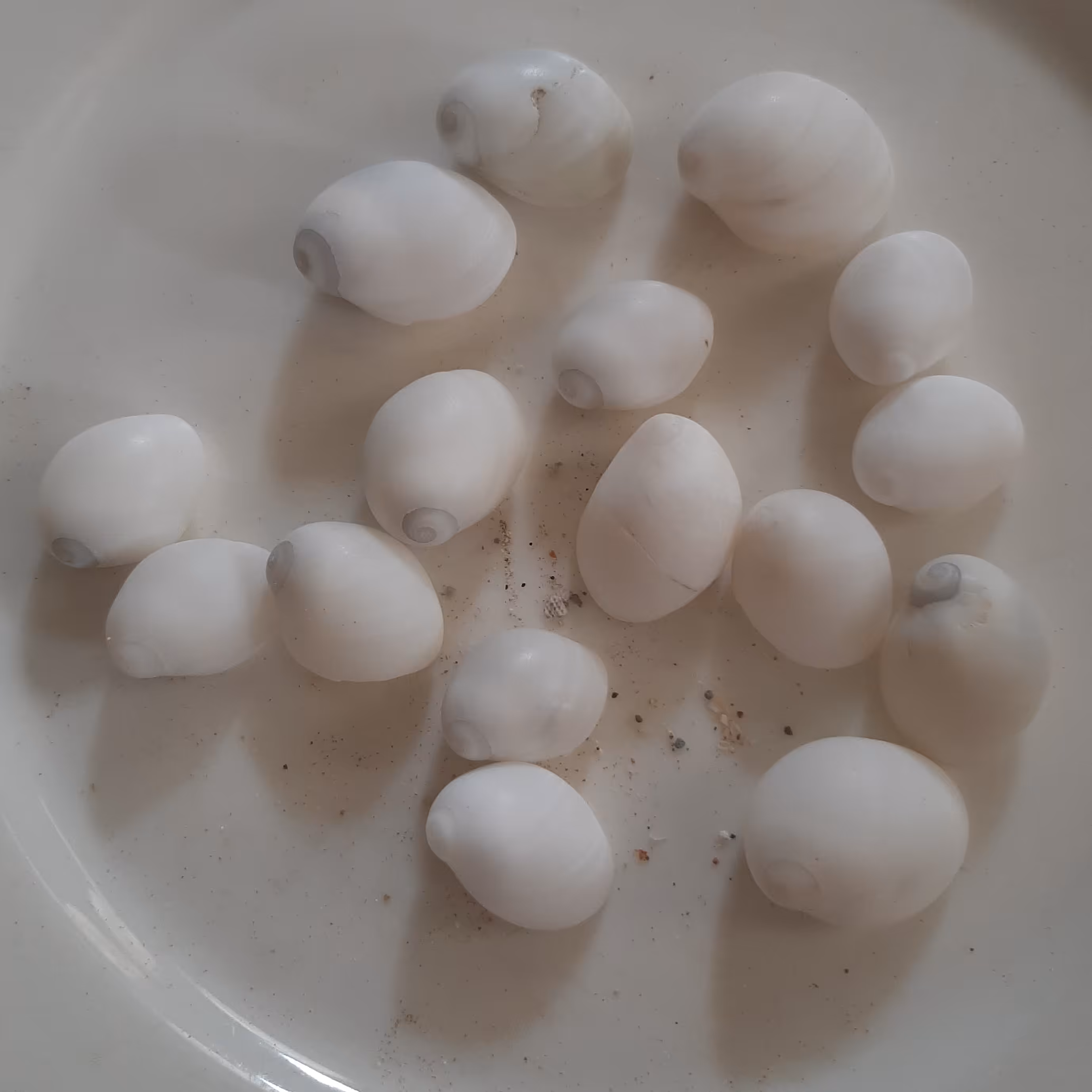 چشم کوسه ای سفید 16 عددی