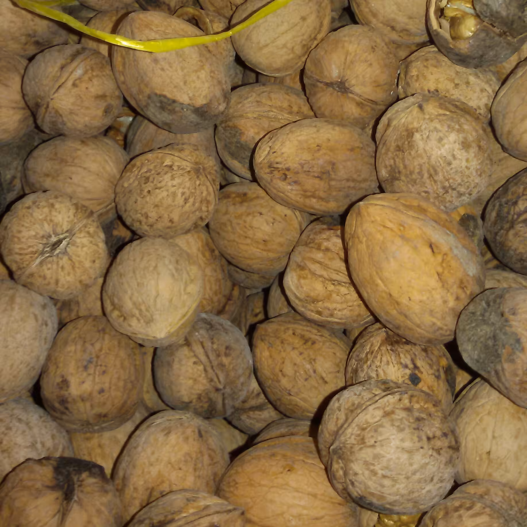 گردو کاغذی روغنی