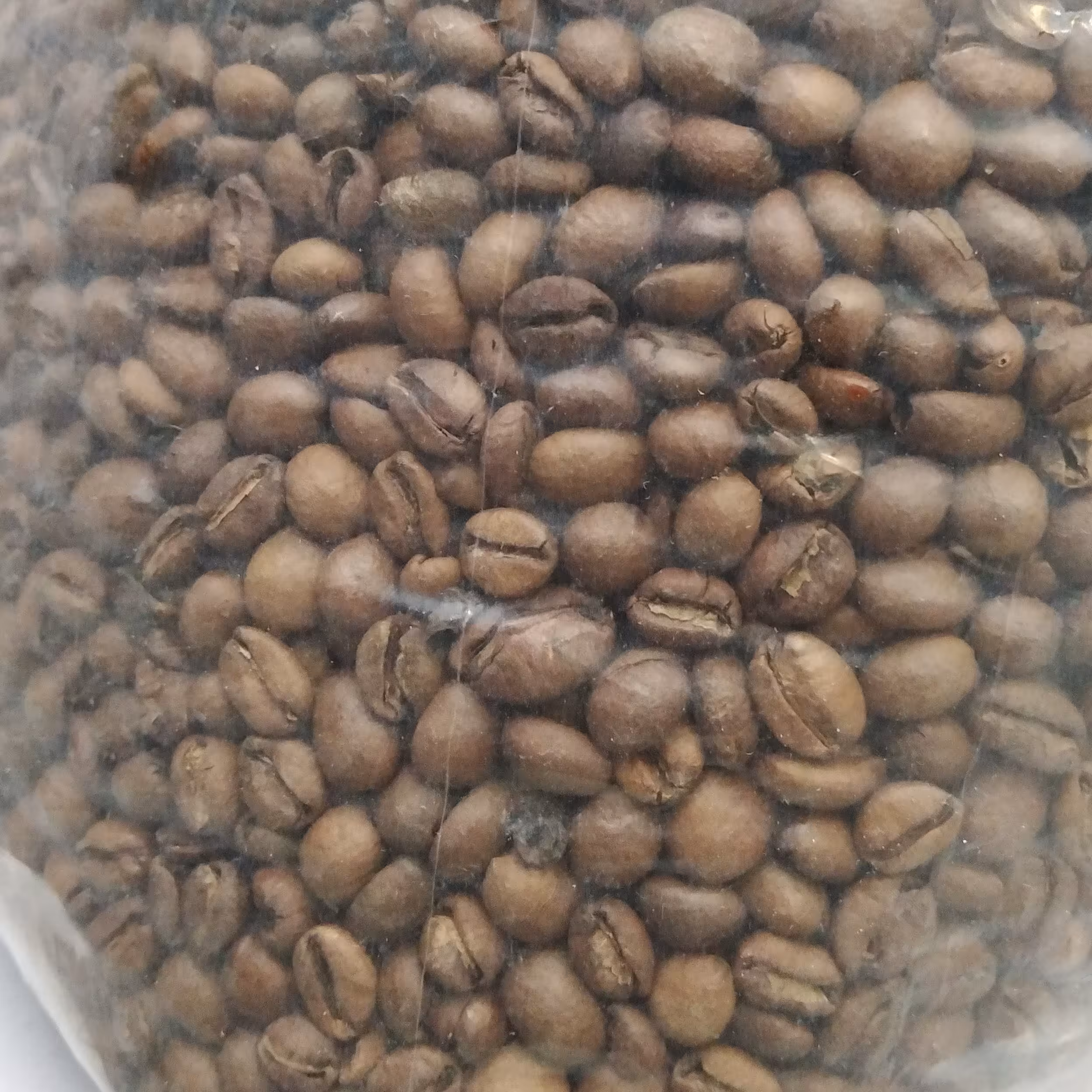 دانه قهوه اوگاندا