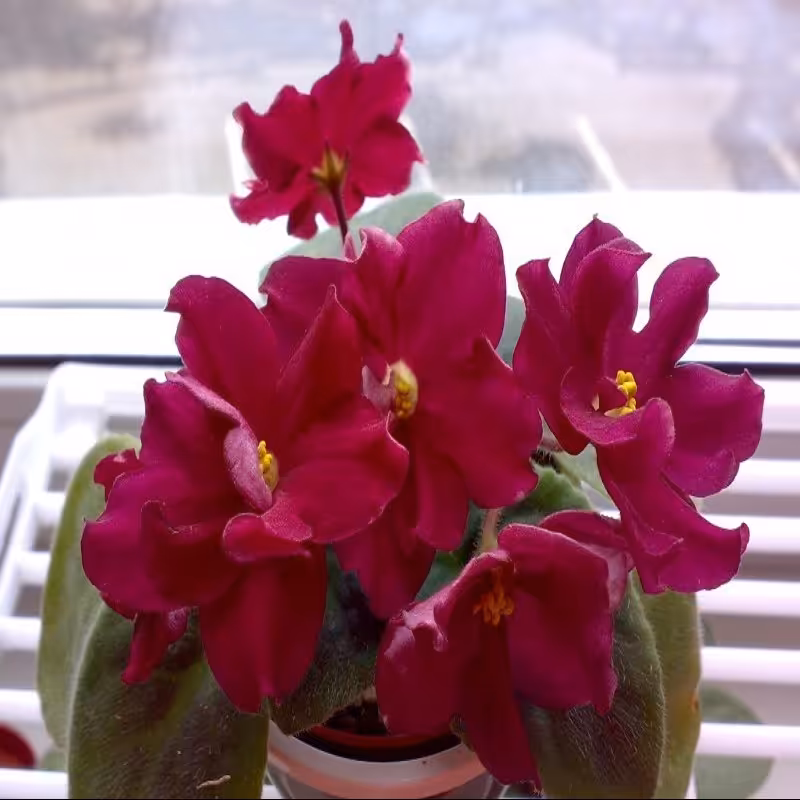 (blooming) بنفشه آفریقایی روسی 159-Boi Bikov( هزینه ارسال پس کرایه)