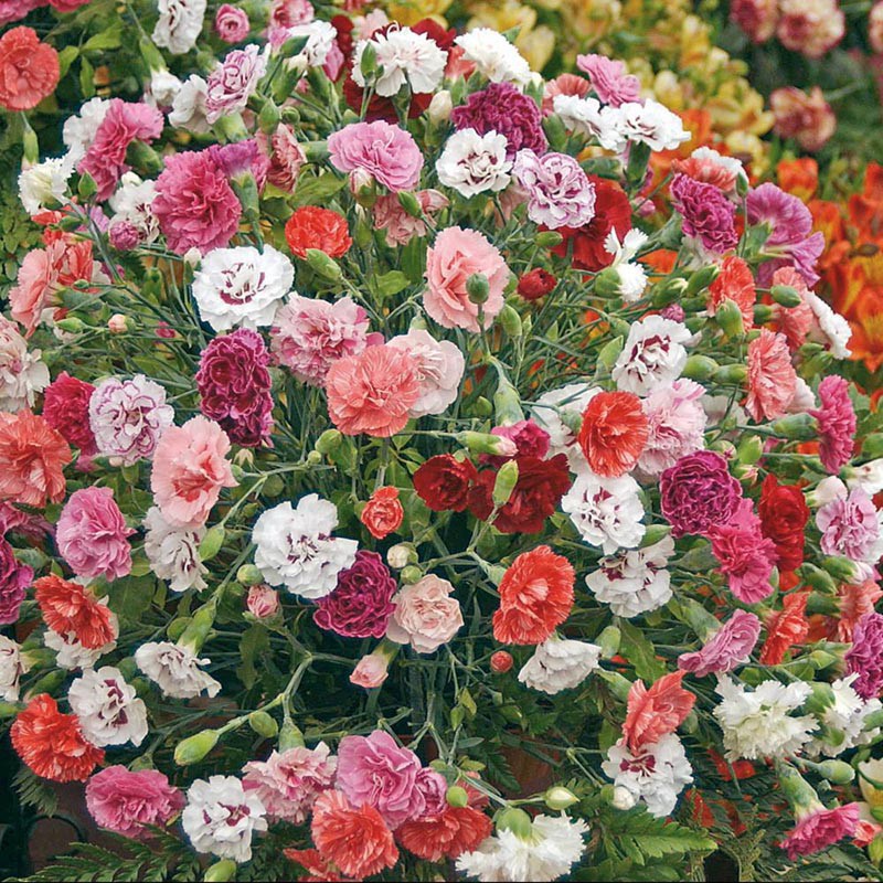 بذر گل