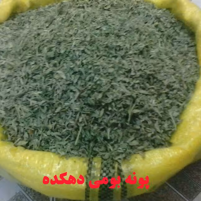 پونه کوهی یا پونه یا پونه بومی عطر دار 