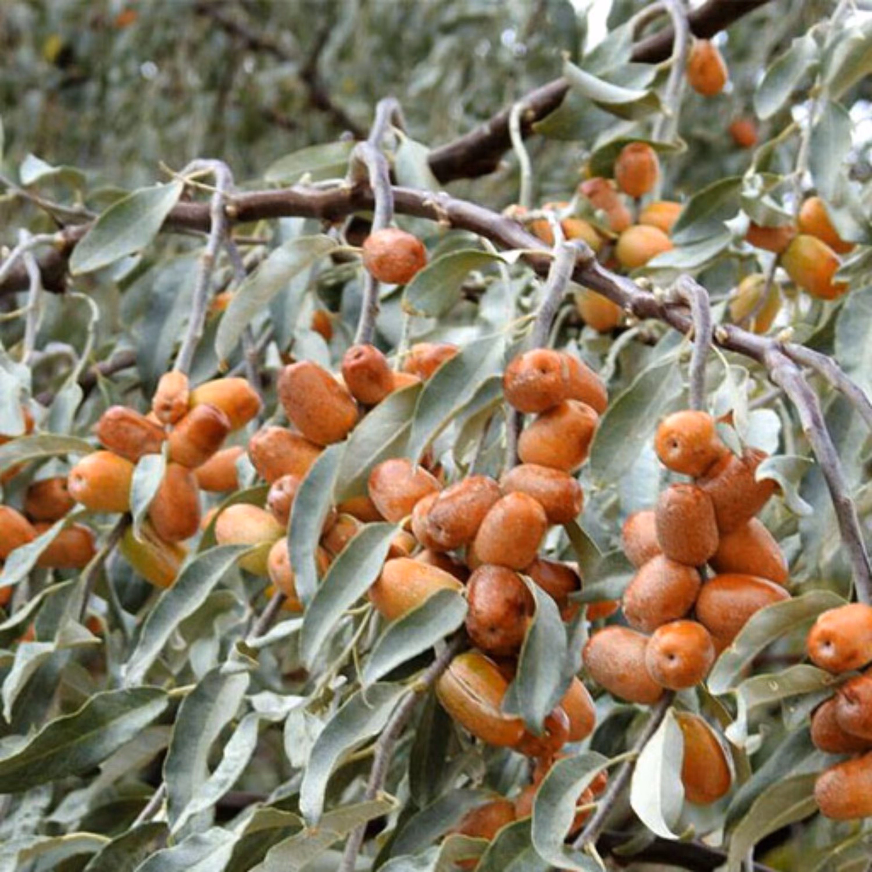 بذر سنجد 10عددی