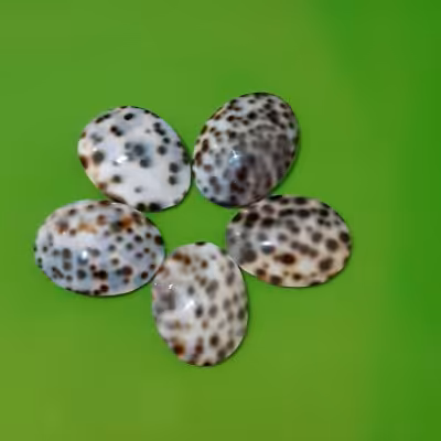 صدف گاوی خال دار(هر عدد)