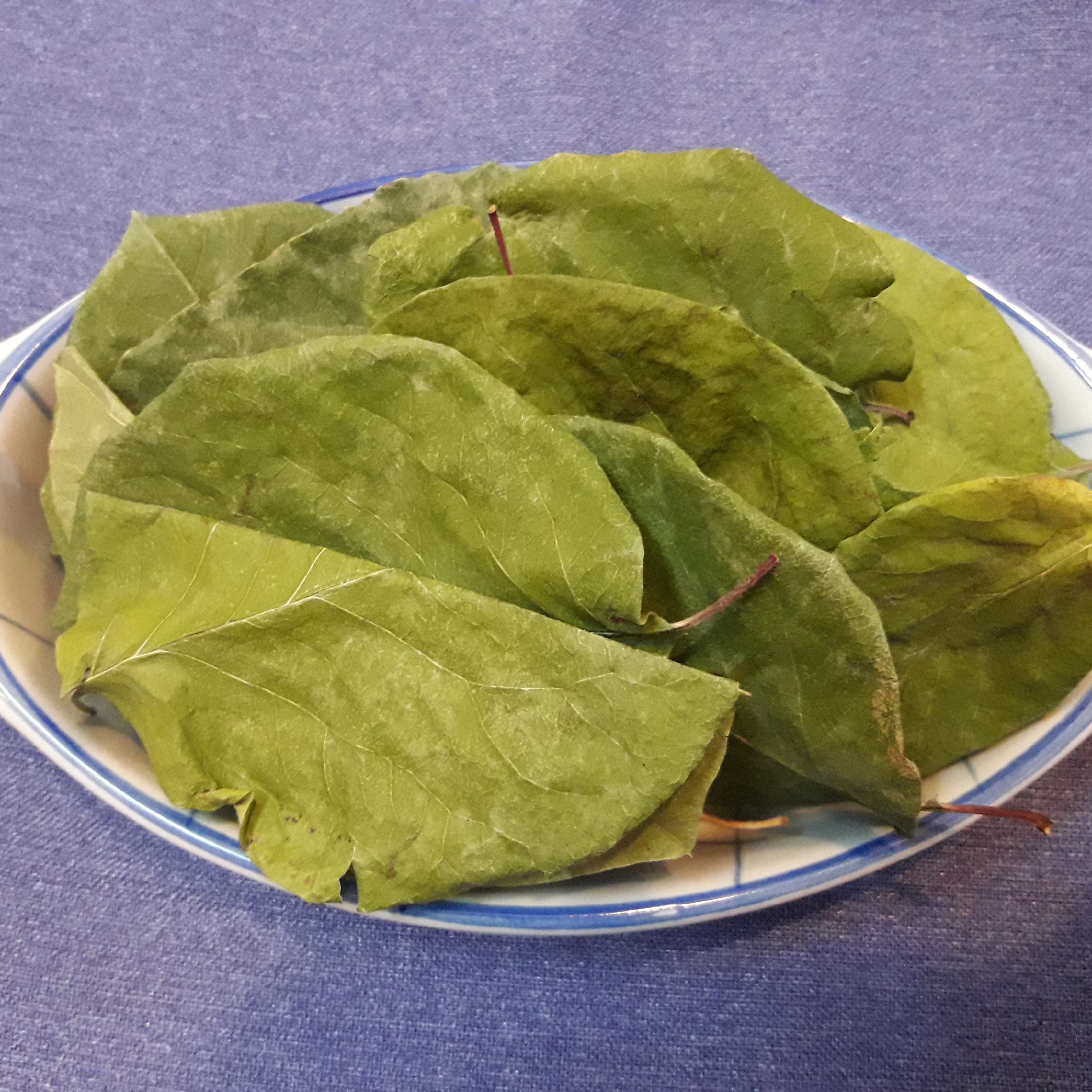 دم نوش برگ درخت به