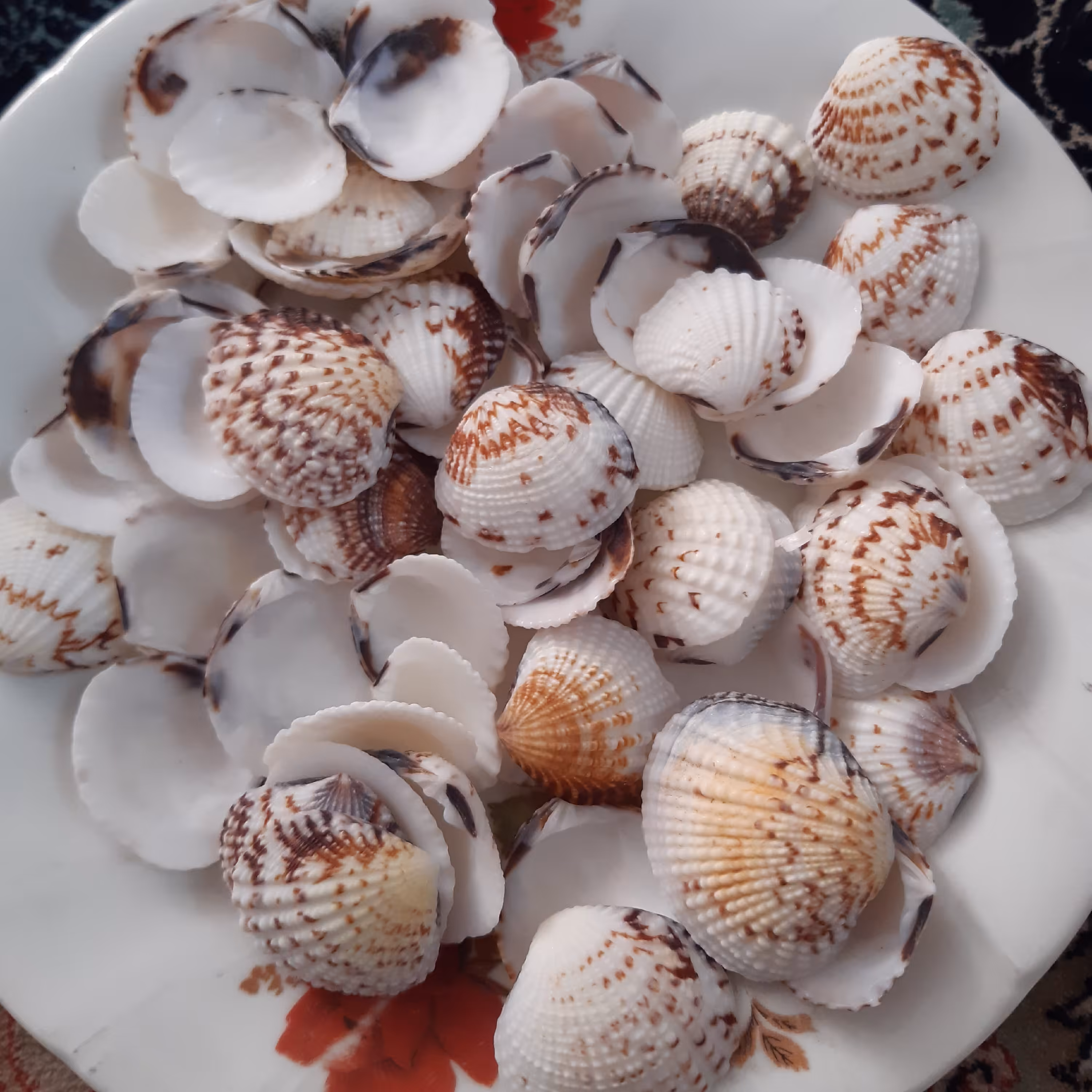 دوکفه ای پشت رنگی