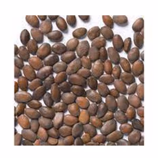 بذر درختچه ارغوان
