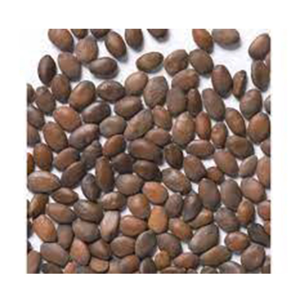 بذر درختچه ارغوان