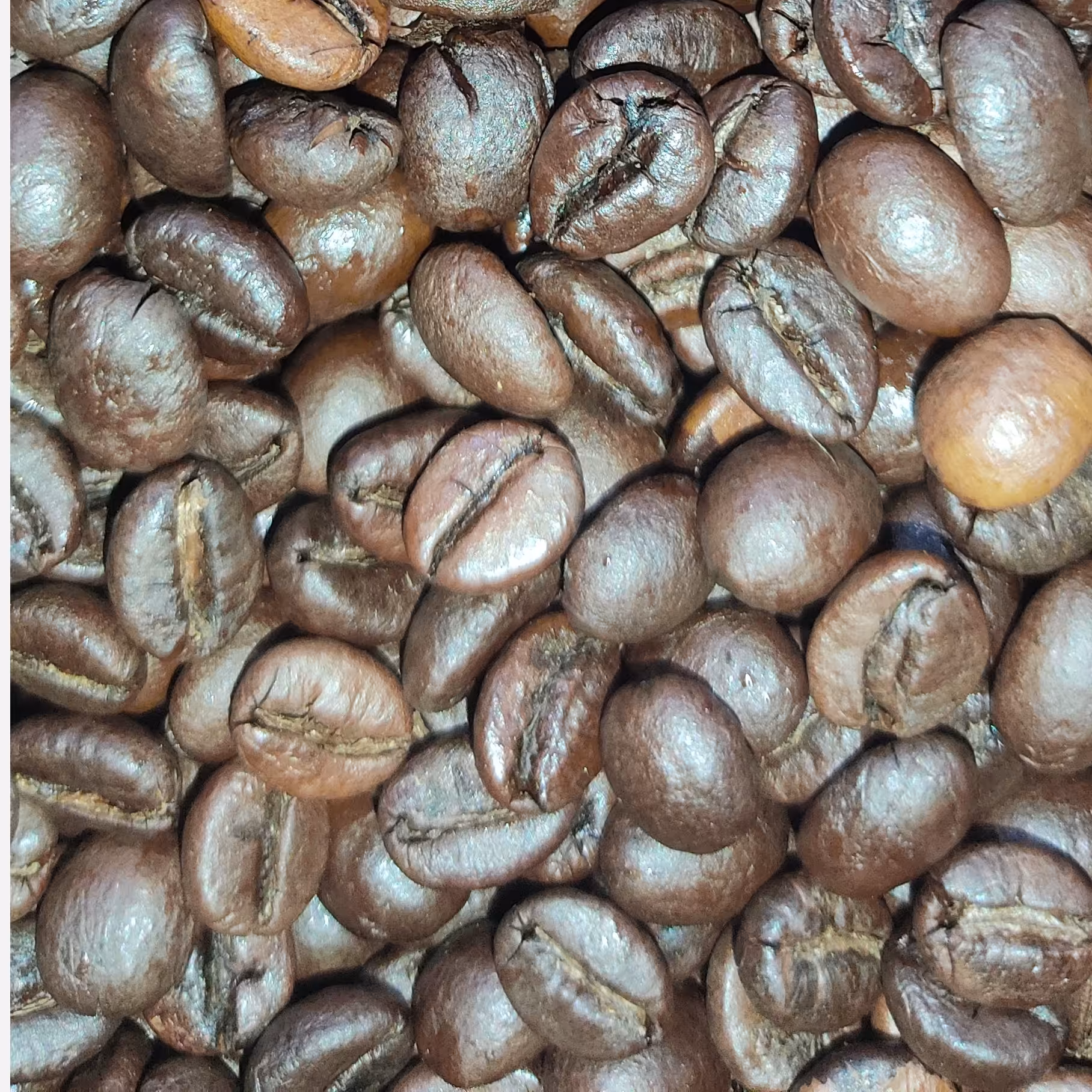 قهوه چری ربوستا 500 گرمی