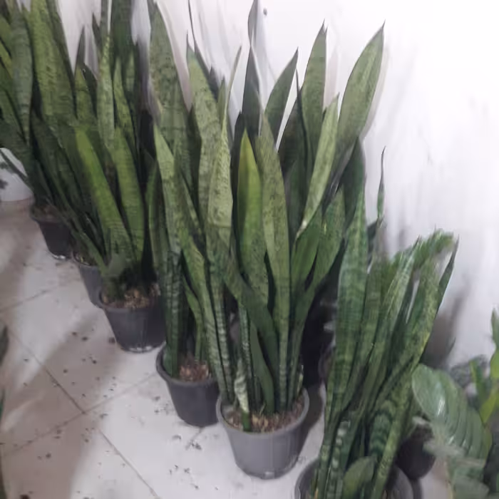 گلدان سانسوریا ، سایز گلدان متوسط ، دارای بیش از 4 غلاف ، بسیار شاداب 