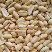 بادام زمینی خام پوست کنده (10 کیلو) 