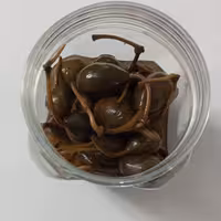 ترشی کبر، ترشی کاپاریس خانگی، کاملا طبیعی جمع آوری شده از صحرا ( وحشی و خود رو)