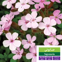 بذر گل صابونی  بذر طلایی رویان 