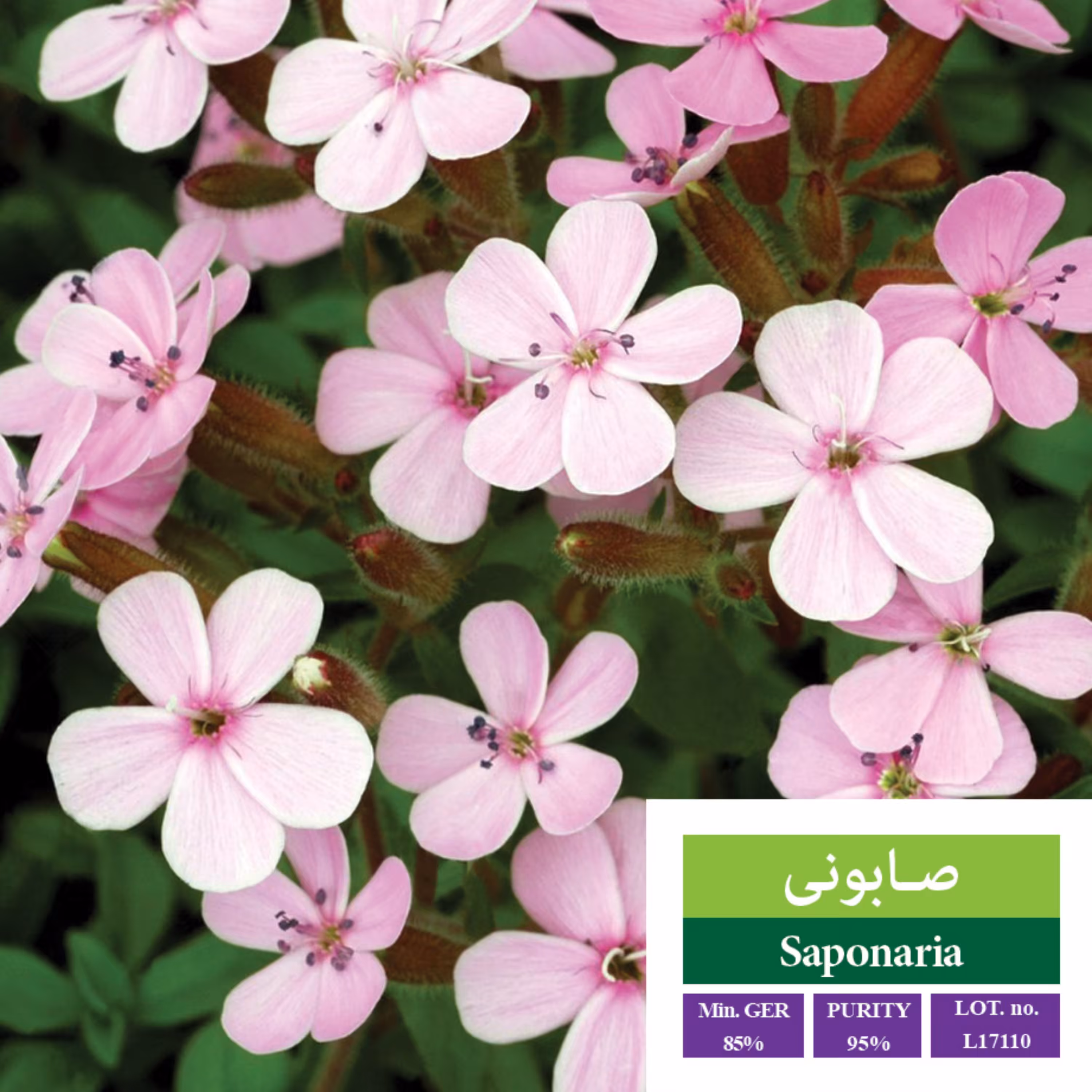 بذر گل صابونی  بذر طلایی رویان 