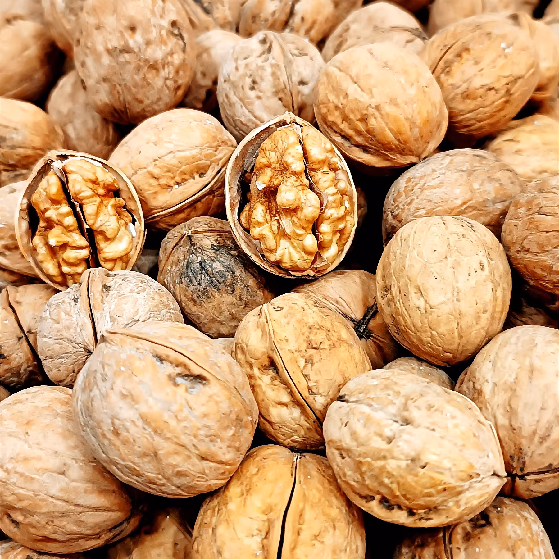 گردوی خارجی 