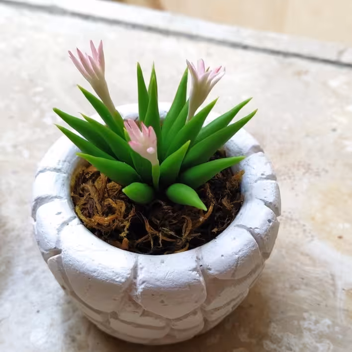 کاکتوس مینیاتوری کد 2