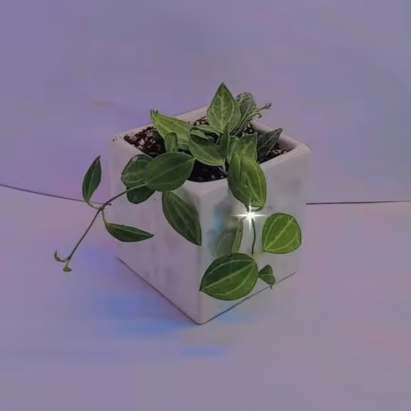 گیاه دیسچیدیا آواتا با گلدان سرامیکی 