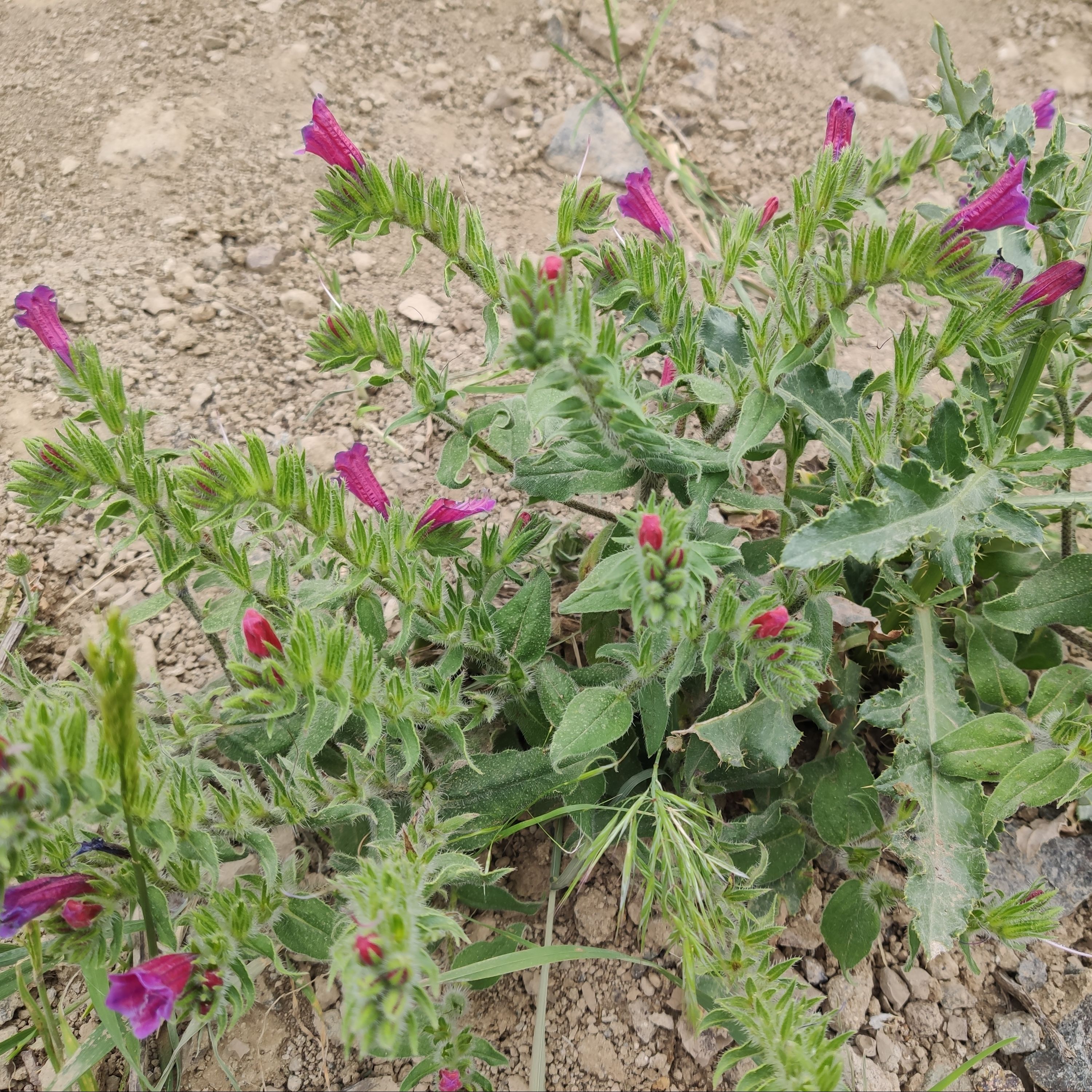 گل گاو زبان خشک و تازه
