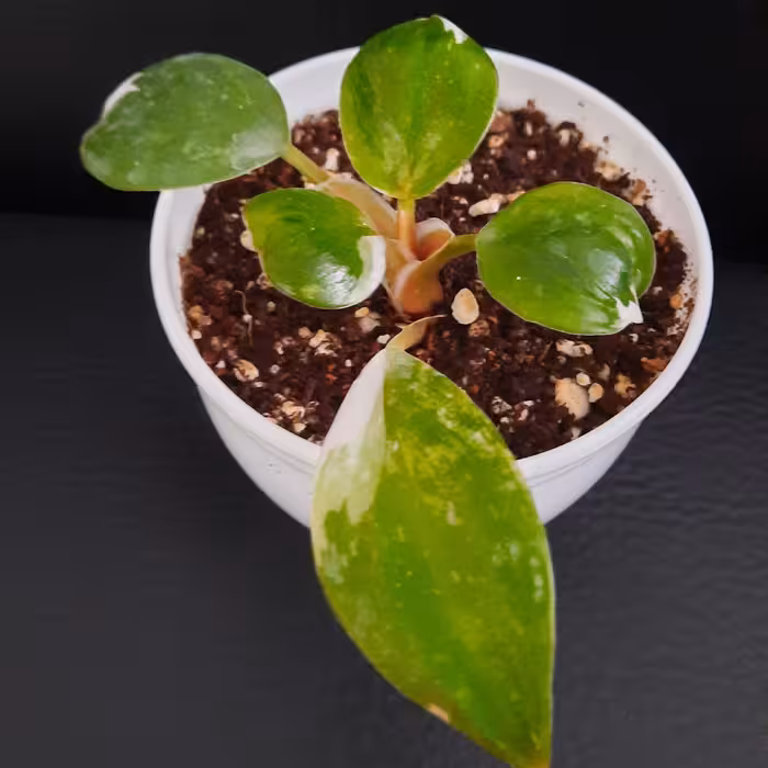 گل فیلودندرون وایت پرنسس ( شاهزاده سفید )