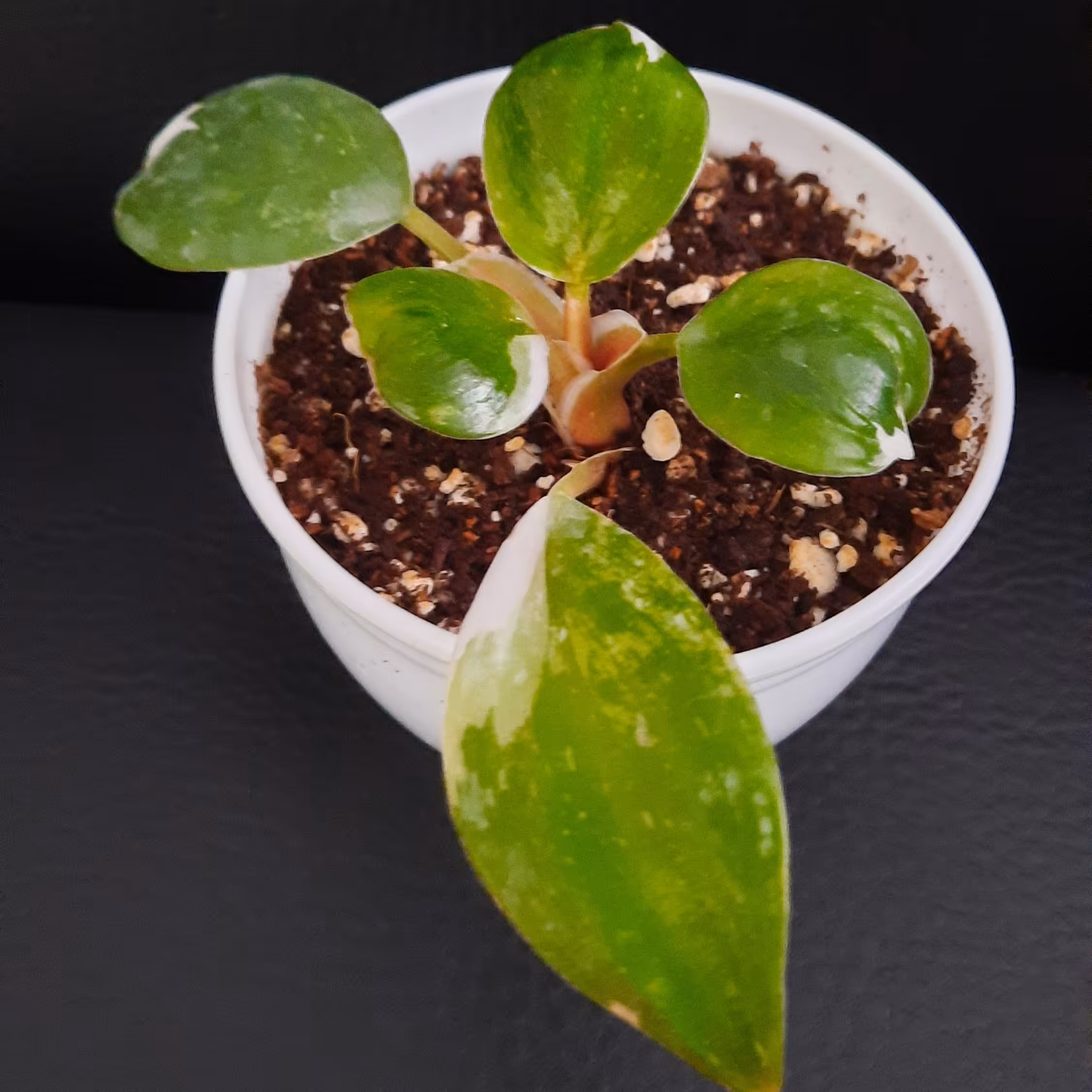 گل فیلودندرون وایت پرنسس ( شاهزاده سفید )