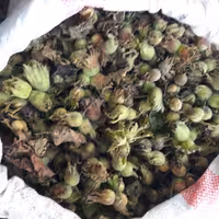 فندق با پوست سبز