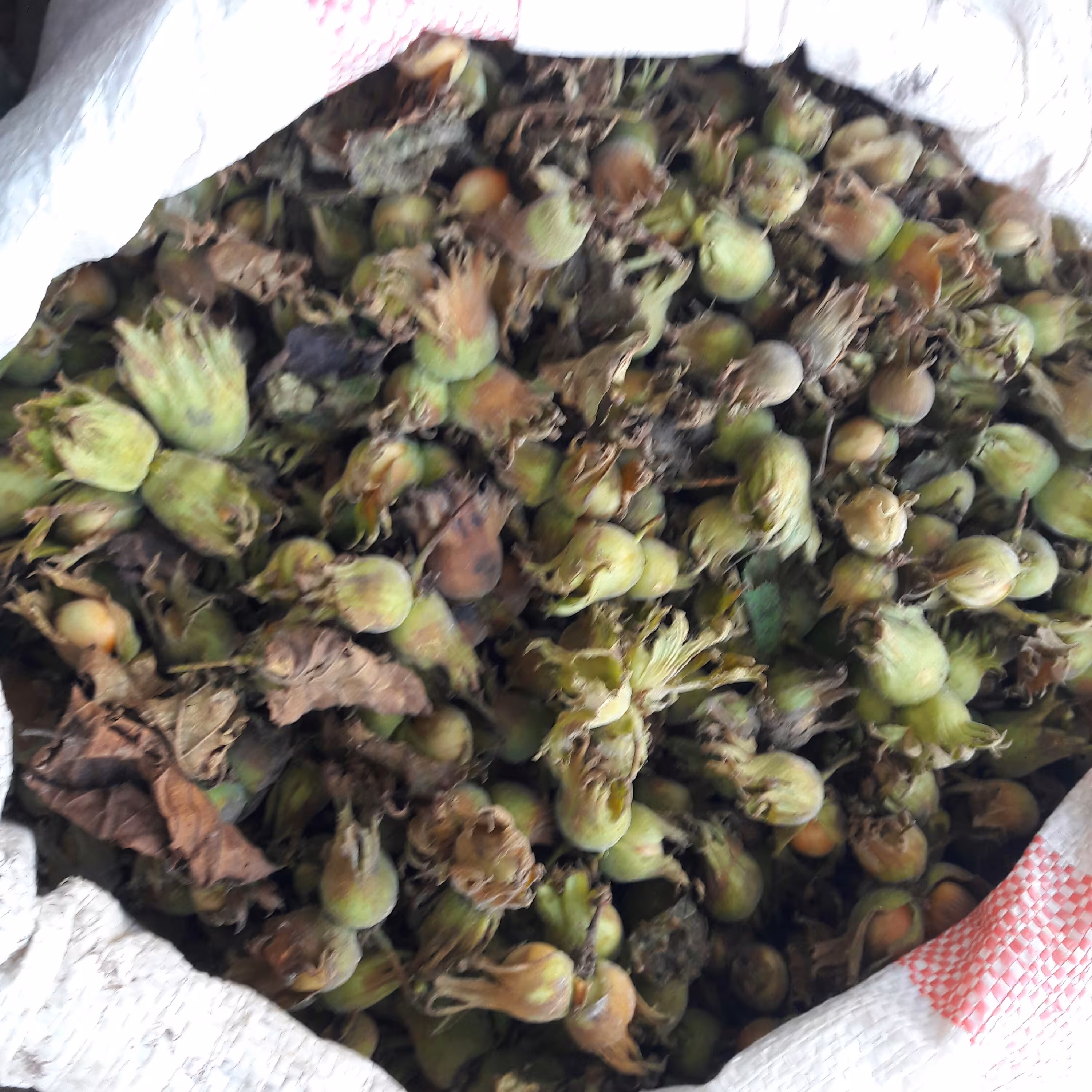 فندق با پوست سبز