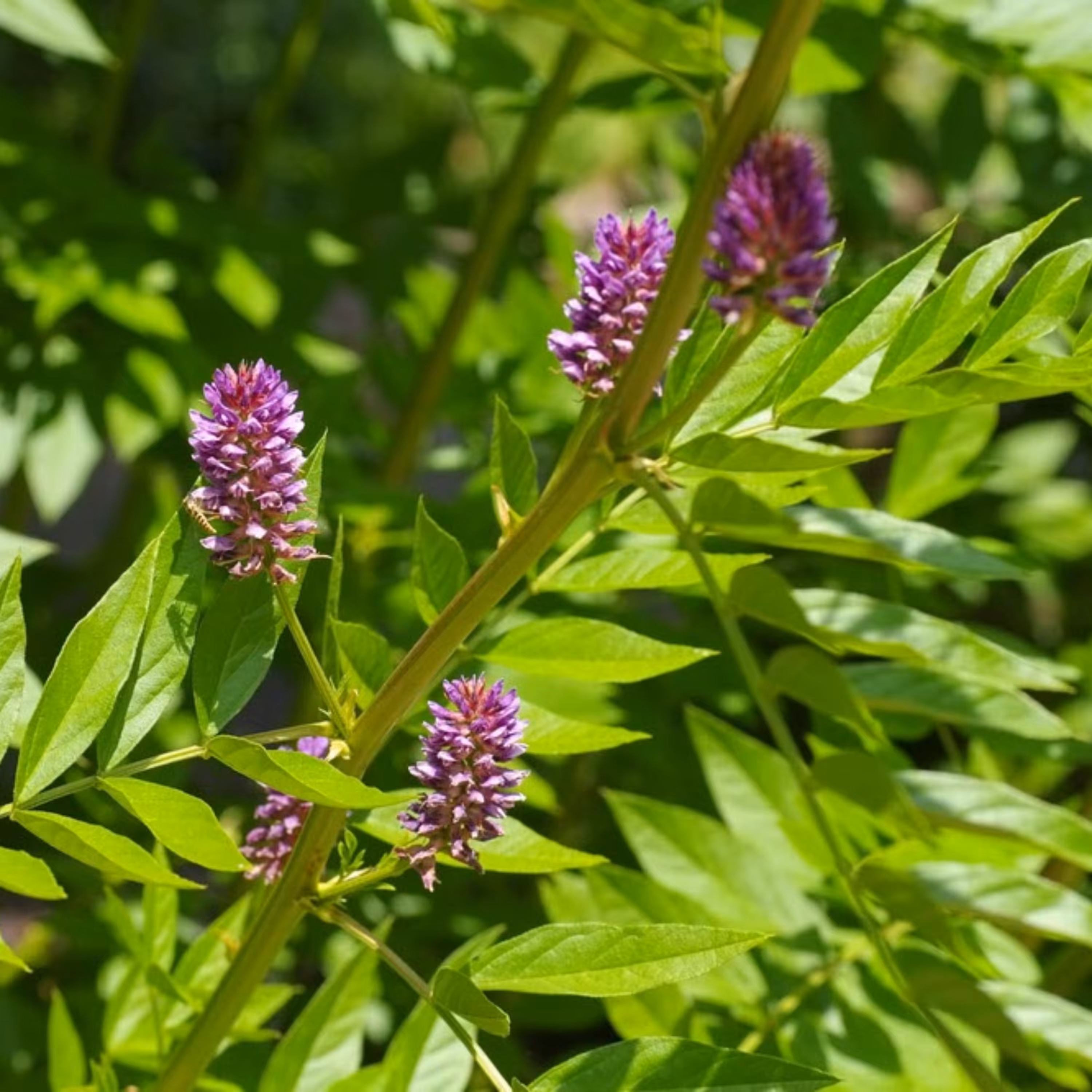 بذر شیرین بیان