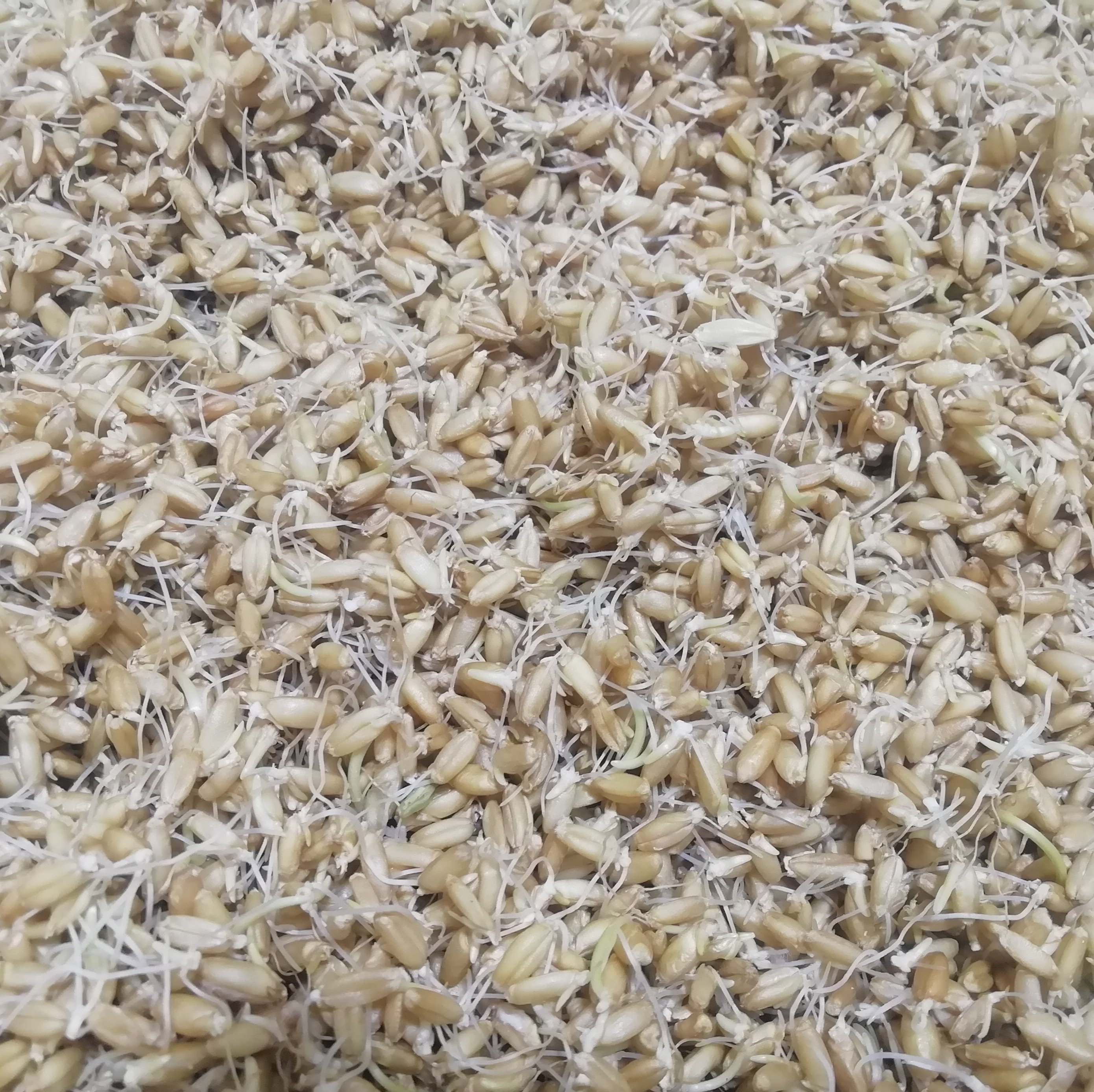 جوانه گندم کاملا طبیعی