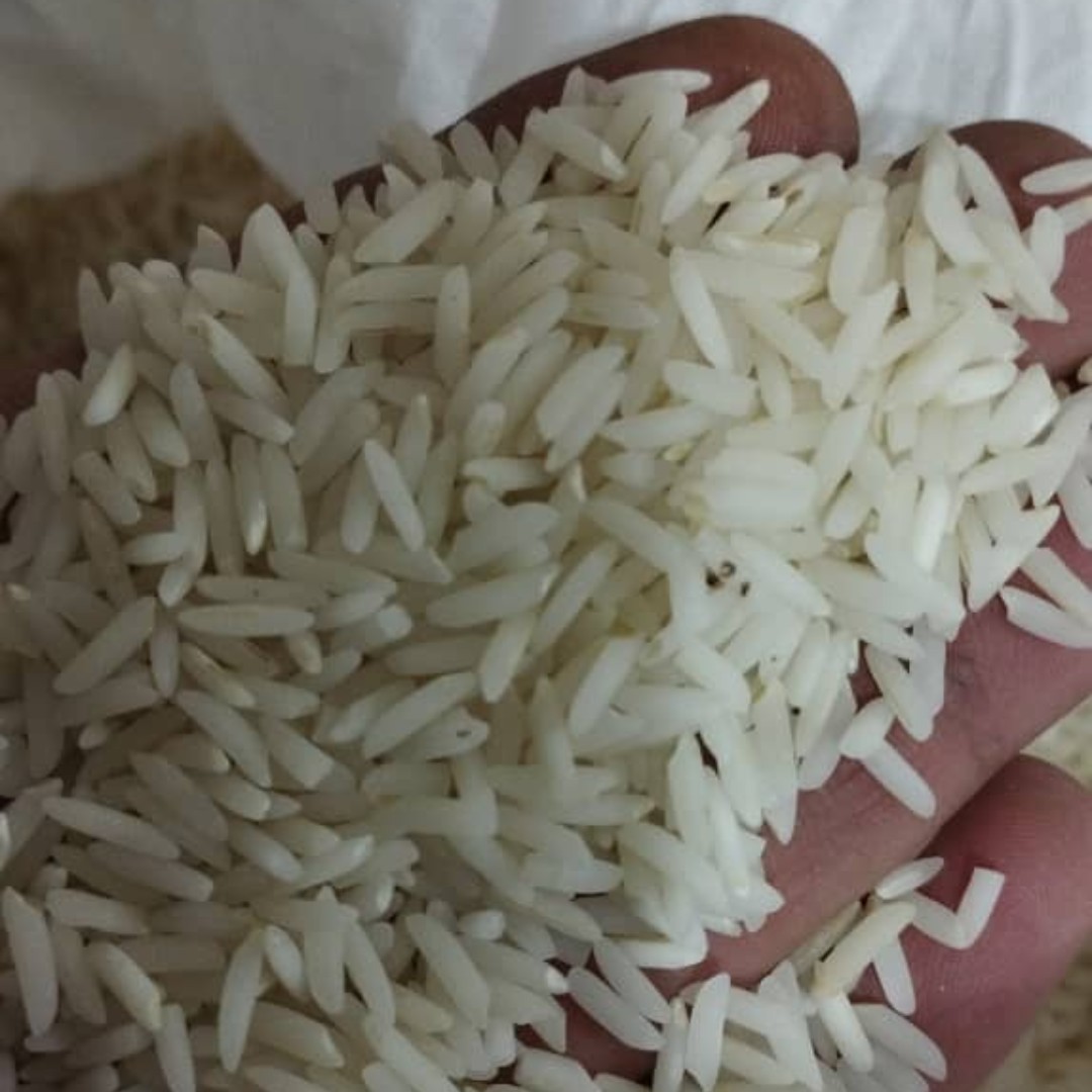 برنج هاشمی تالش هشتپر درجه یک بدون واسطه مستقیم از دست کشاورز تازه حاصل سه الک سورتینگ شده خوش طعم خوش عطر ارگانیک