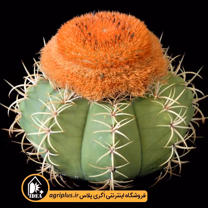 بذر کاکتوس Melocactus Matanzanus