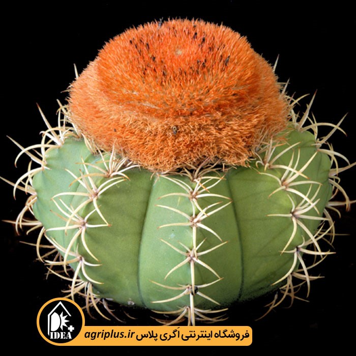 بذر کاکتوس Melocactus Matanzanus