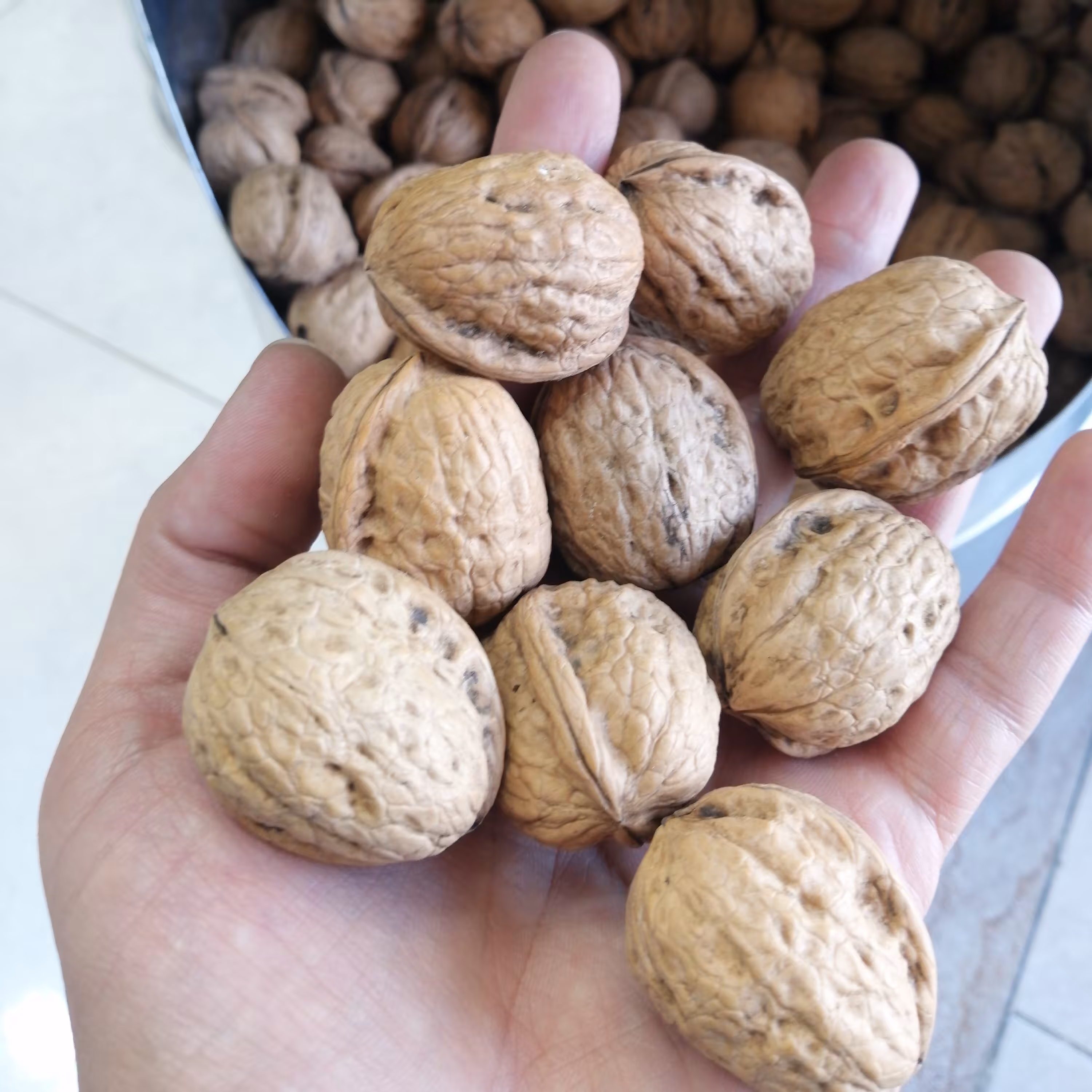 گردو کاغذی شیلی امسالی ( یک کیلو)