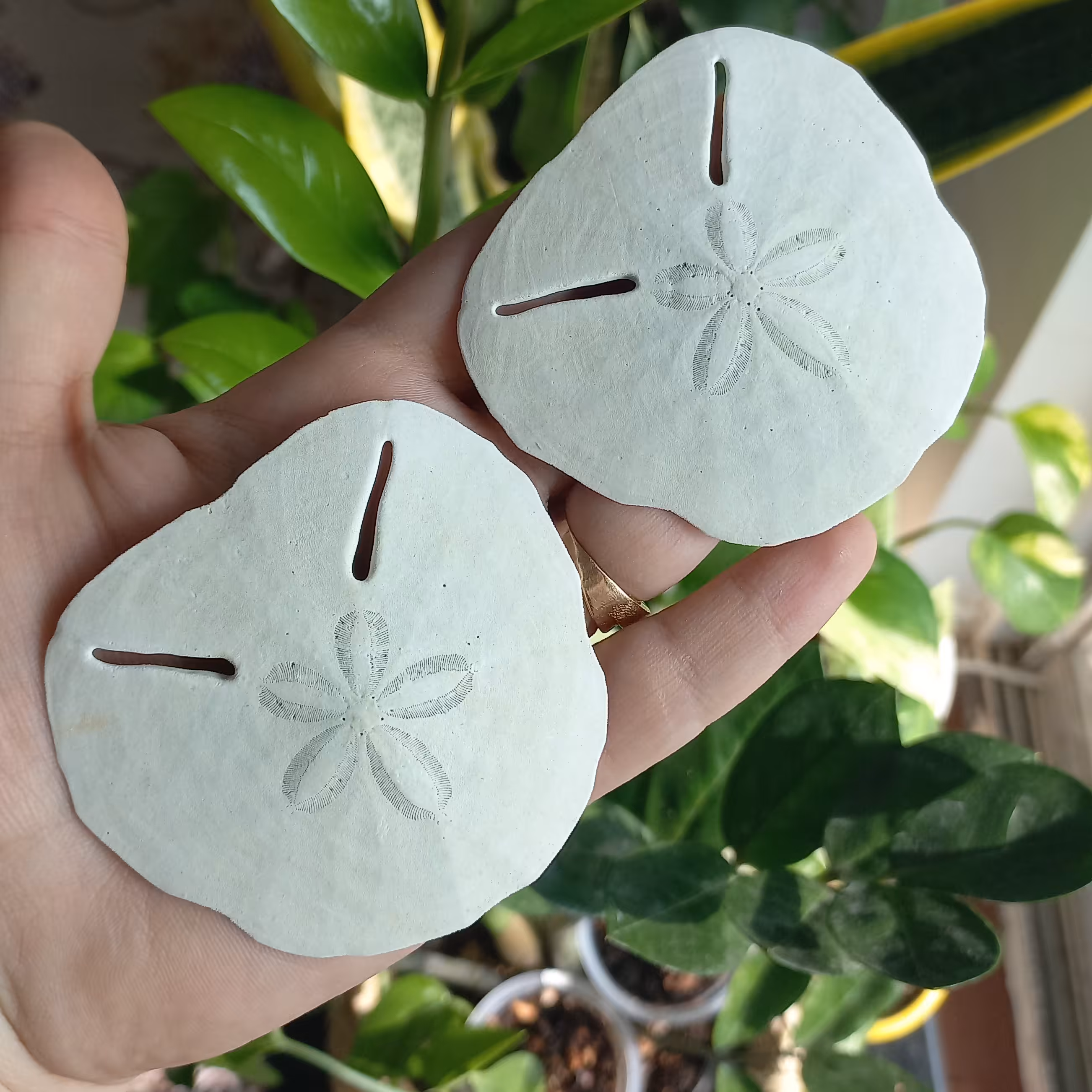 صدف دلار  شنی