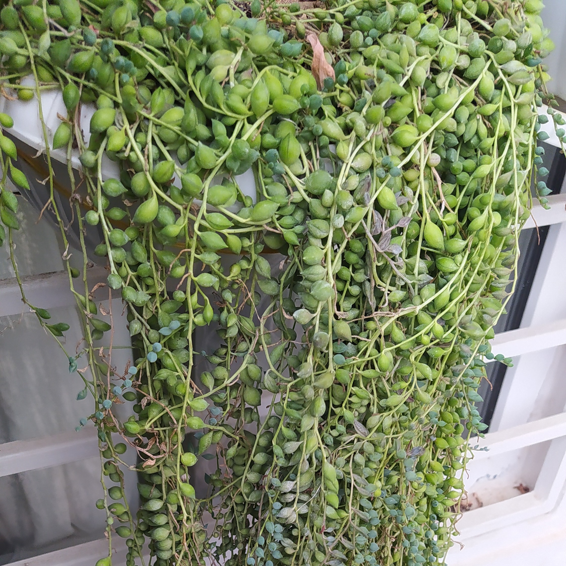 گل غوره