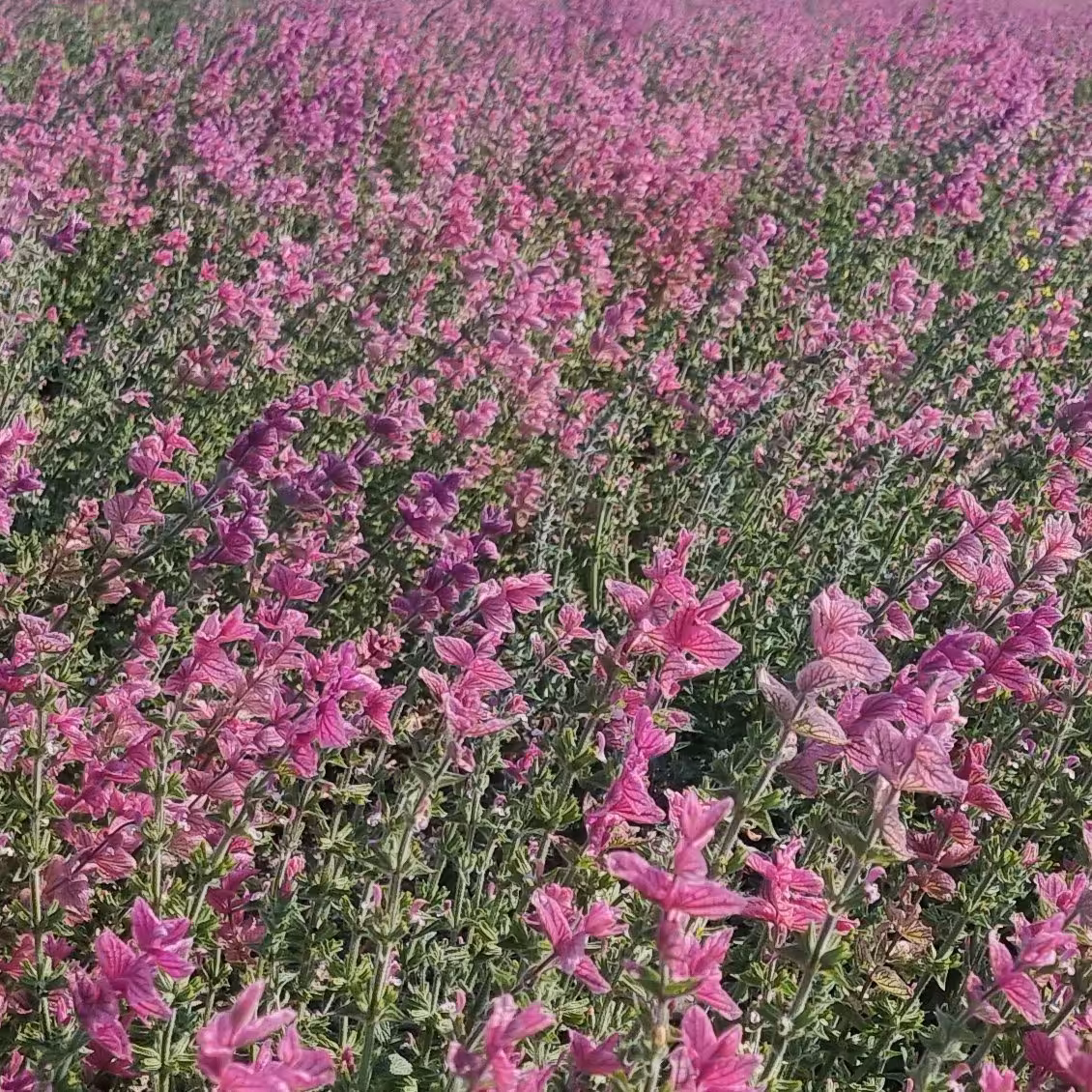 بذر سلوی