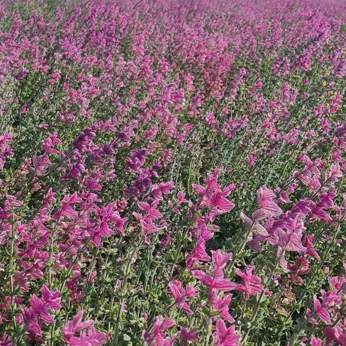 بذر سلوی