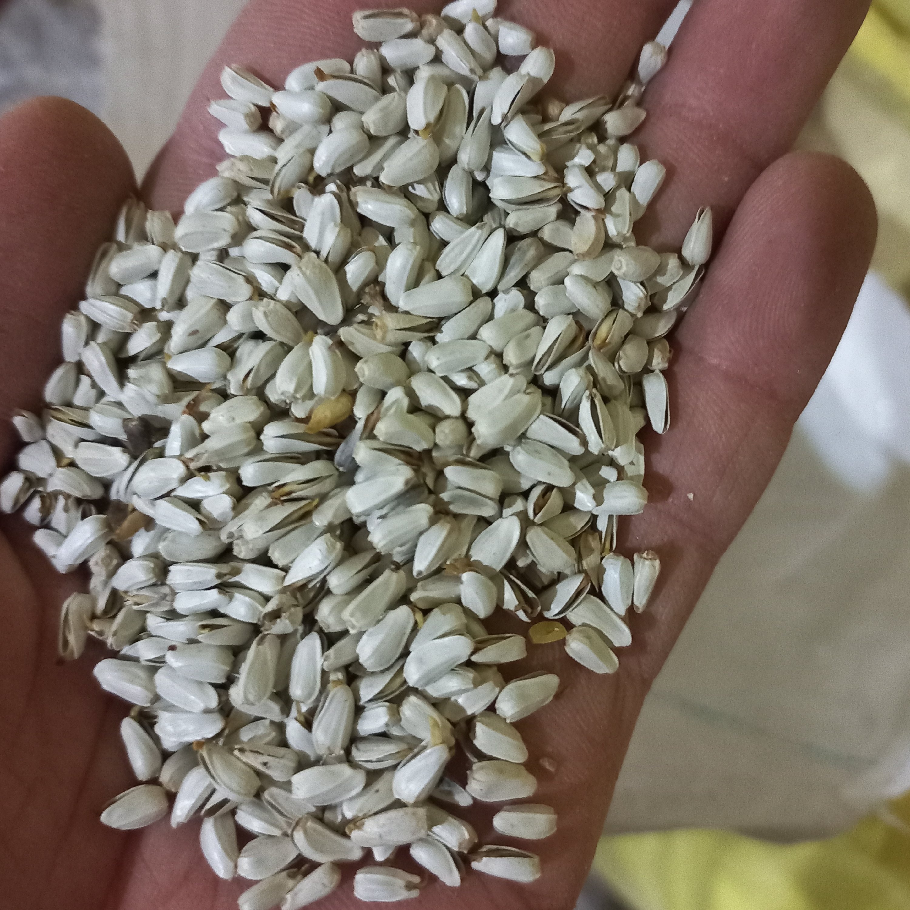 کافشه دهان باز (5 کیلو گرمی) (پس کرایه)