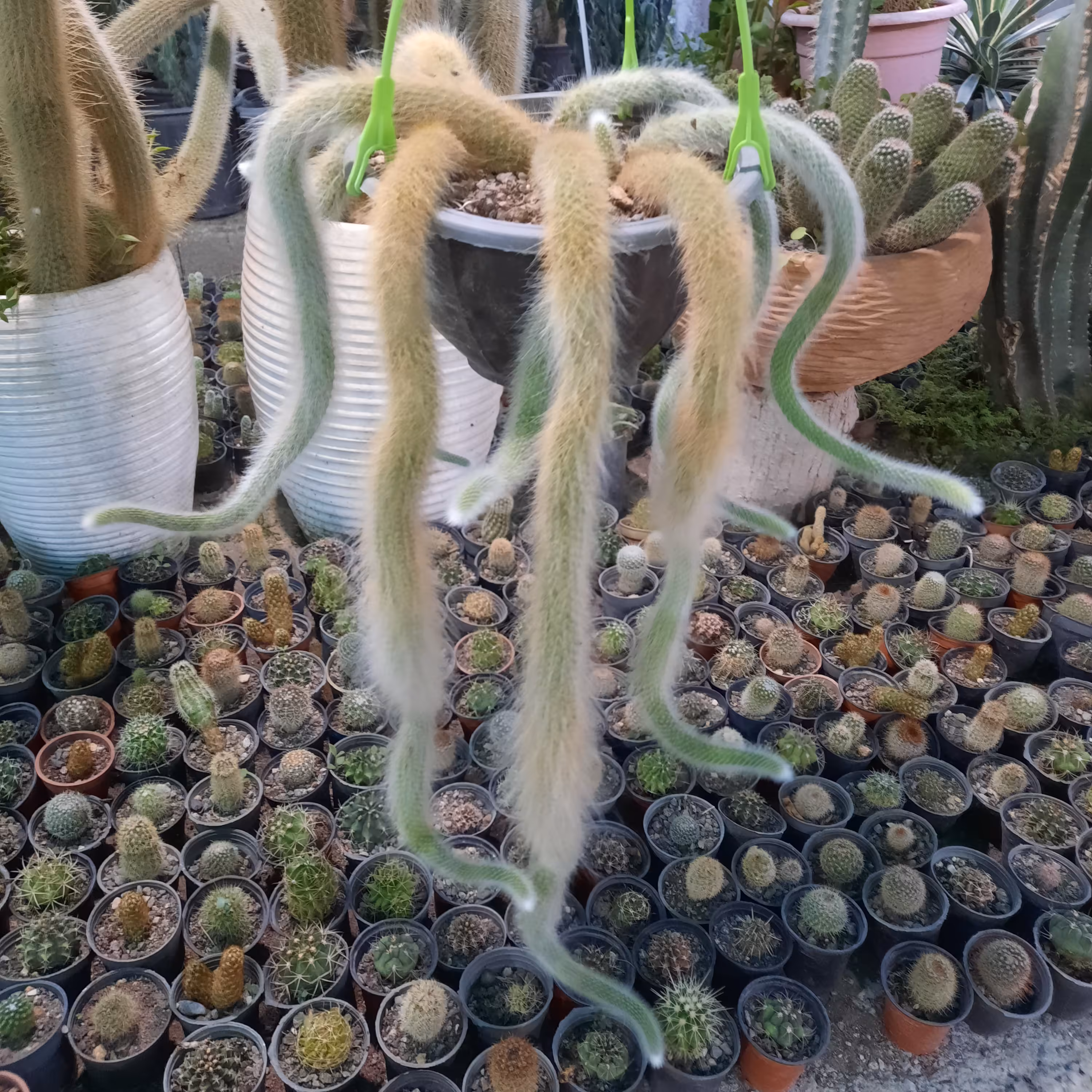 دم روباهی...ارسال رایگان 