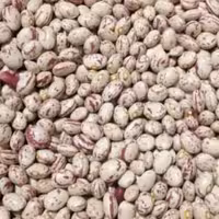 لوبیا چیتی خوش پخت، تمیز ودرجه یک