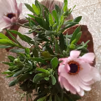 گلدان گل مبنا