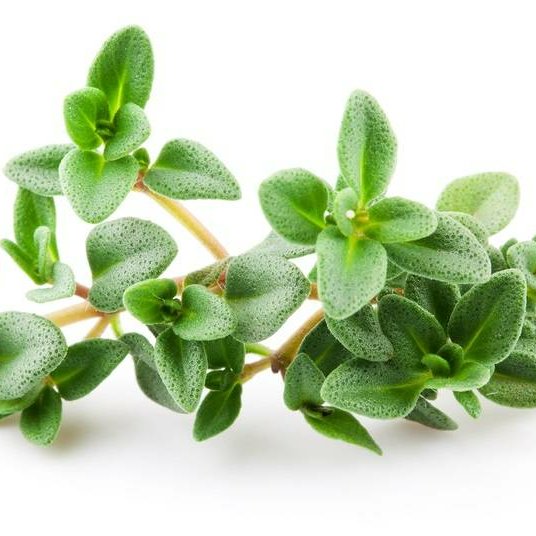 عرق آویشن