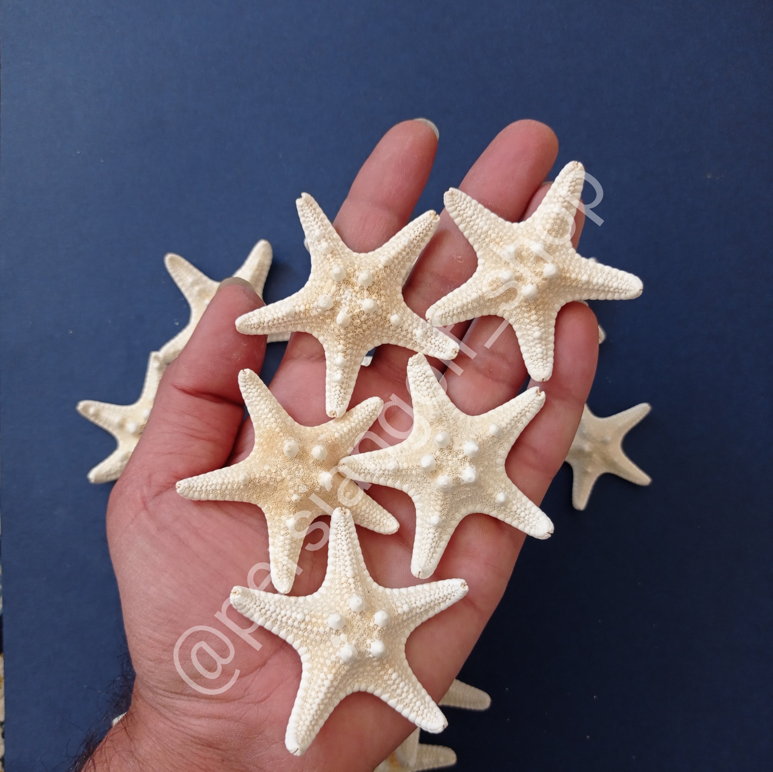 ستاره دریایی تایلندی سفید سایز 5 الی 6 سانت