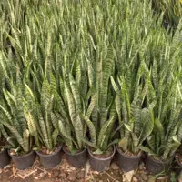 سانس سبز سطل 4 پر پر هزینه ی ارسال به عهده ی مشتری